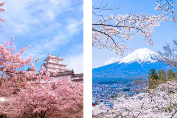 Mùa Xuân ở Nhật Bản Với Sắc Hoa Anh đào Mê đắm