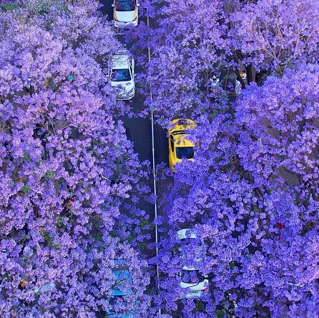 Con đường rực màu phượng tím ở Côn Minh