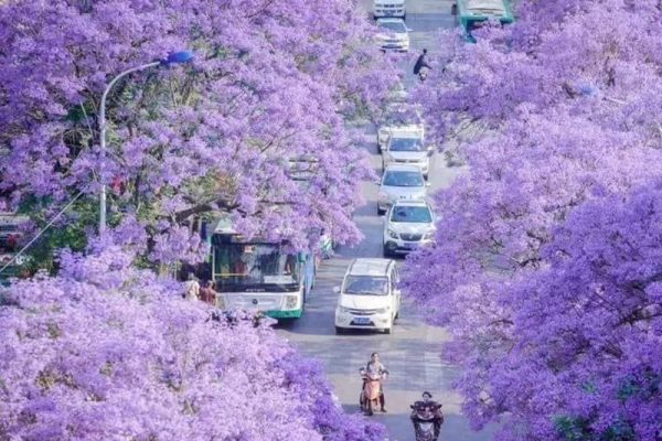 Phượng Tím ở Côn Minh