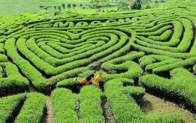 Be70c83f Doi Che Moc Chau 4