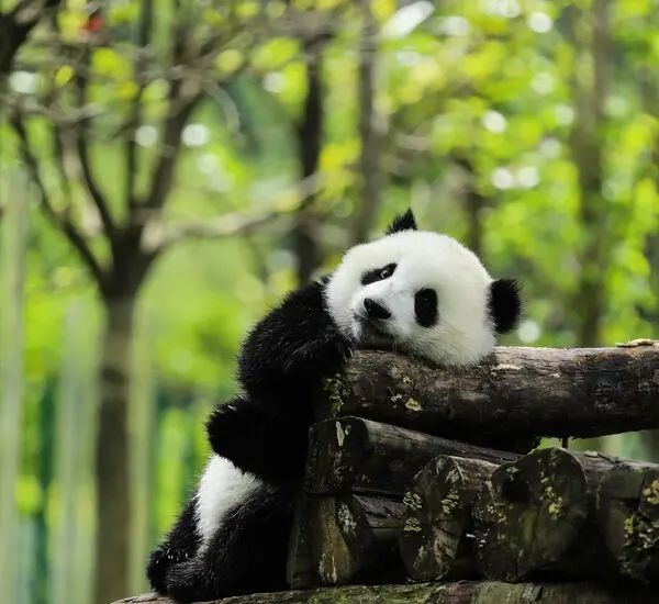 ĐÔ GIANG YỂN – CÔNG VIÊN GẤY TRÚC – PHỐ CỔ CẨM LÝ – HÀ NỘI (ĂN: SÁNG, TRƯA) 1 