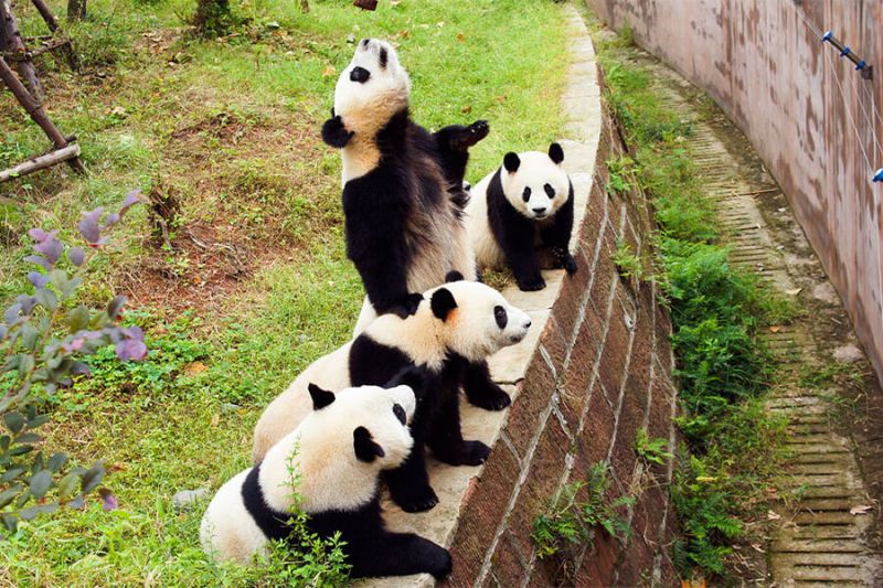 Cong Vien Gau Truc Thanh Do Noi Bao Ton Quoc Bao Trung Hoa 1