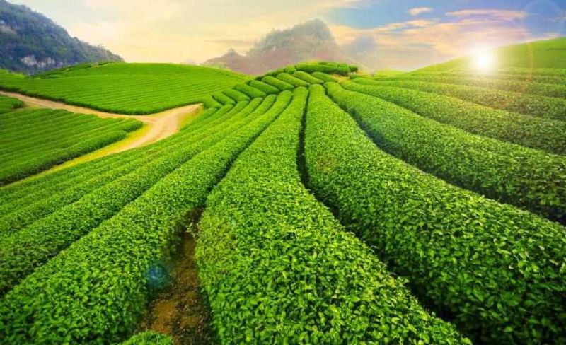 Tour Mộc Châu Mùa Hoa Trái (1)