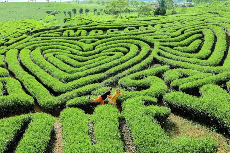 Tour Mộc Châu Mùa Hoa Trái (2)