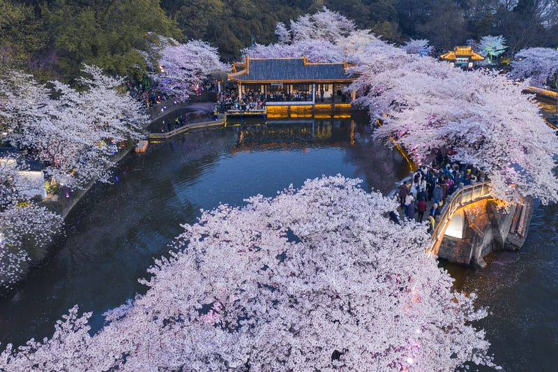 Vo Tich Thuong Hai (1)